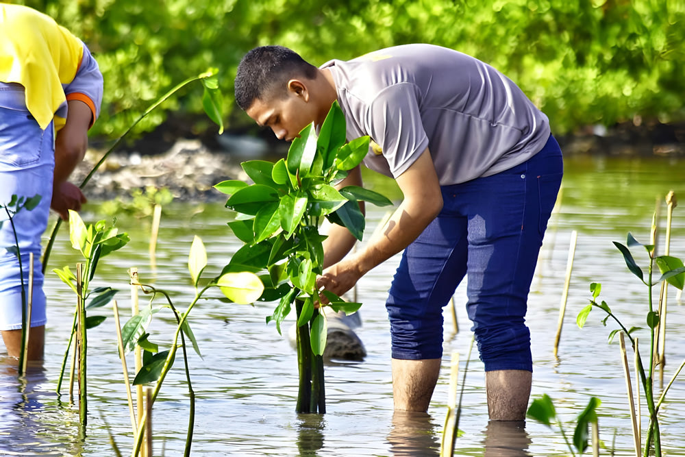 Man planting mangrove saplings in water, promoting environmental care.