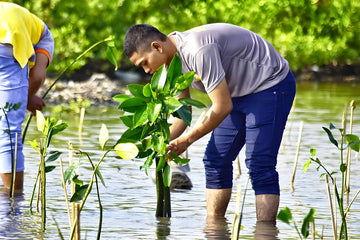 Man planting mangrove saplings in water, promoting environmental care.